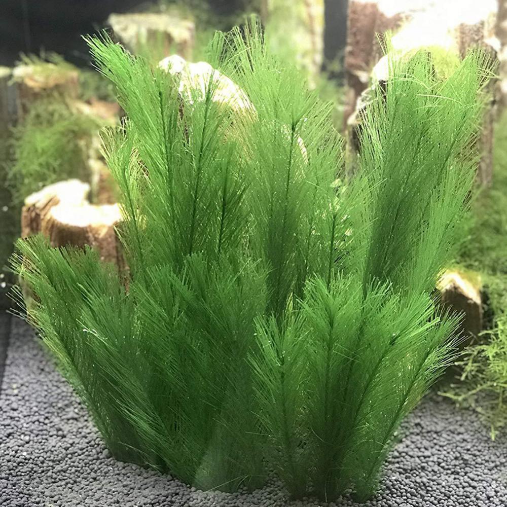 1/3Pcs 28/40cm Aquarium Fish T - Aquarium Plants Live ulasan dan harga