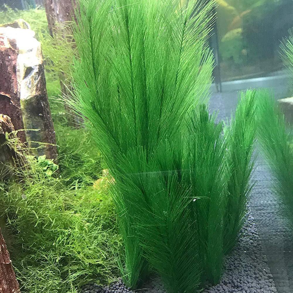 1/3Pcs 28/40cm Aquarium Fish T - Aquarium Plants Live ulasan dan harga
