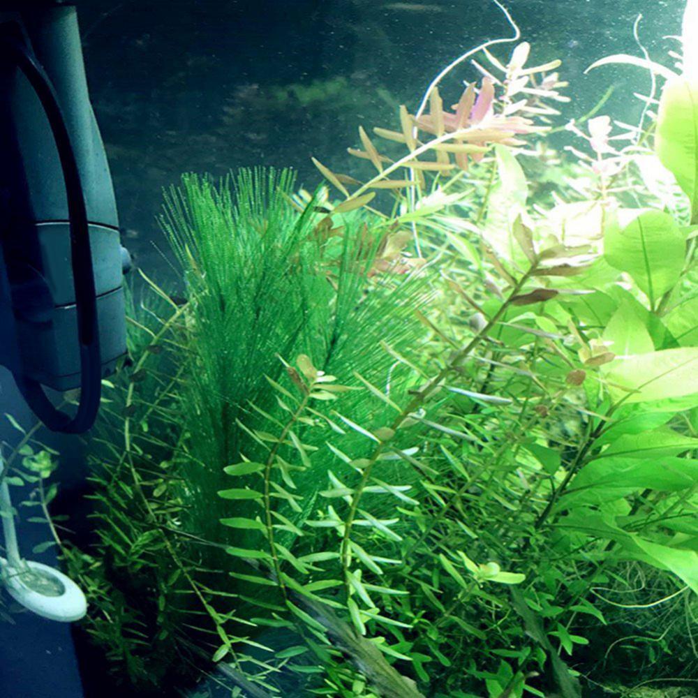 1/3Pcs 28/40cm Aquarium Fish T - Aquarium Plants Live ulasan dan harga