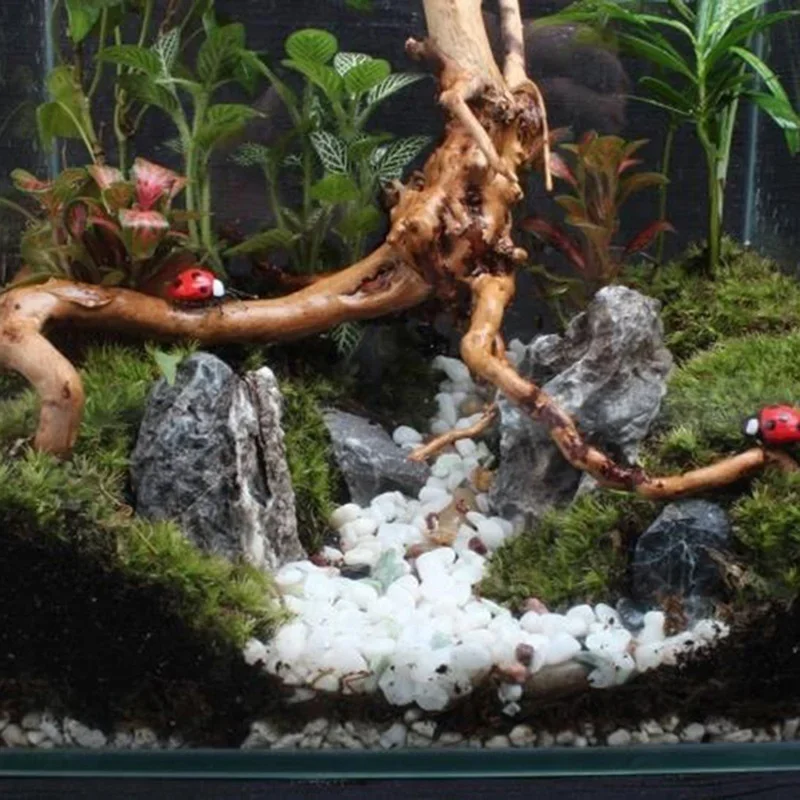 Natural Tree Trunk Driftwood A - Aquarium Plant Substrate ulasan dan harga