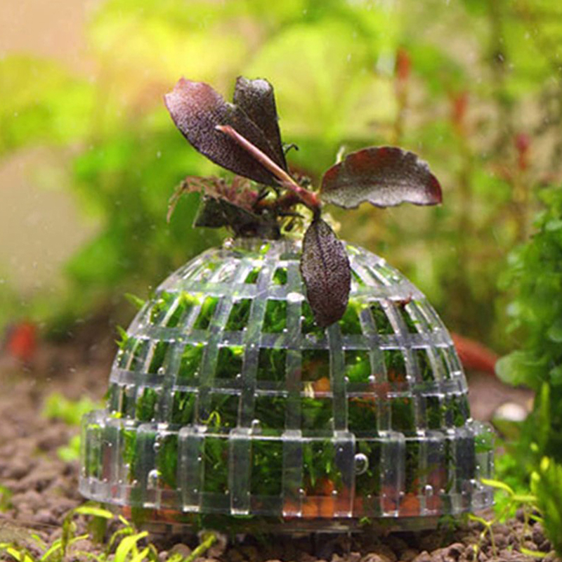 .1Pc Aquatic Pet Supplies Deco - Live Plant Aquarium ulasan dan harga