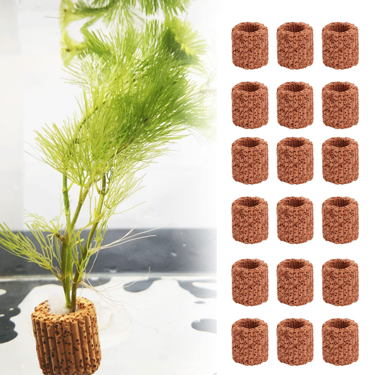 10/20Pcs Aquatic Water Plant F - Aquarium Plants Live ulasan dan harga