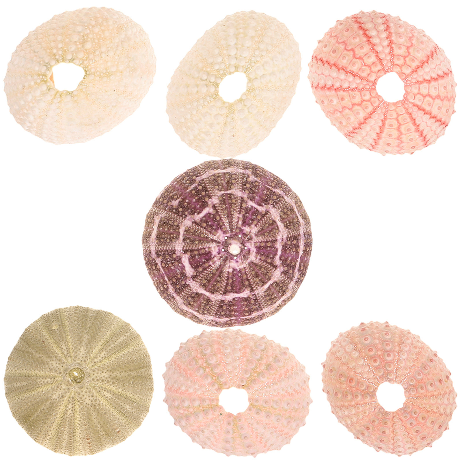 7Pcs Sea Urchins Shells Unique - Aquarium Plant Holder ulasan dan harga