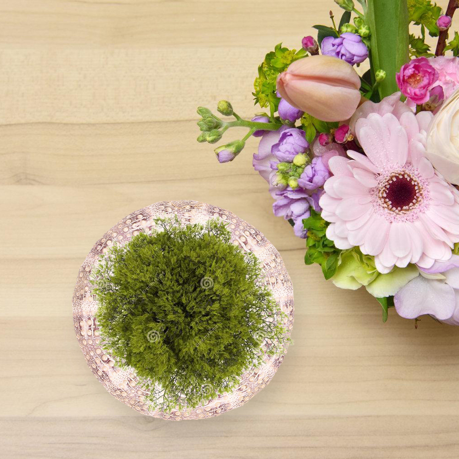 7Pcs Sea Urchins Shells Unique - Aquarium Plant Holder ulasan dan harga