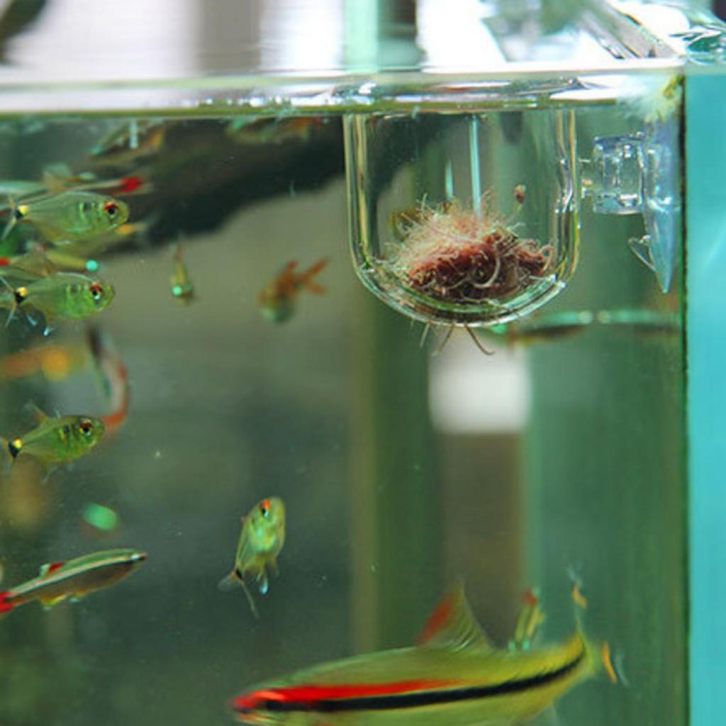 Fish Feeding Basket Glass Aqua - Aquarium Plants Live ulasan dan harga